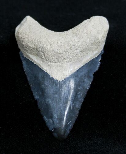 Inch Bone Valley Megalodon Tooth #1358